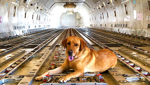 Brown dog lying inside the cargo hold of an airplane, looking towards the camera.