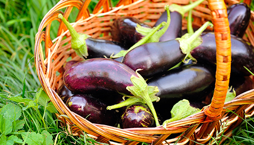 Basket filled with freshly picked eggplants placed on green grass.