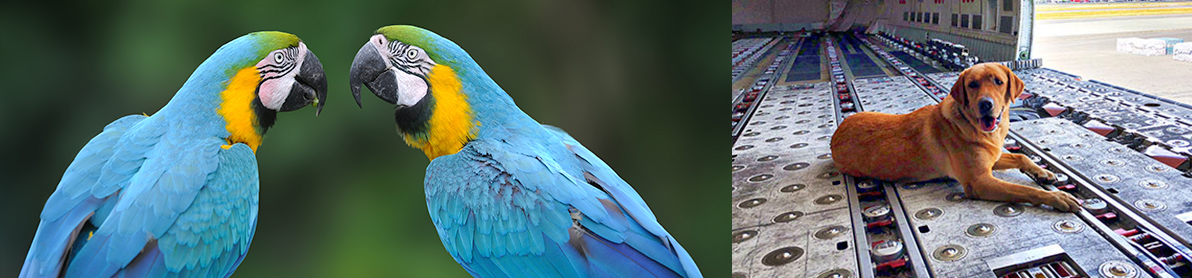 Split image with two blue and yellow macaws facing each other on the left and a brown dog lying inside the cargo hold of an airplane on the right.
